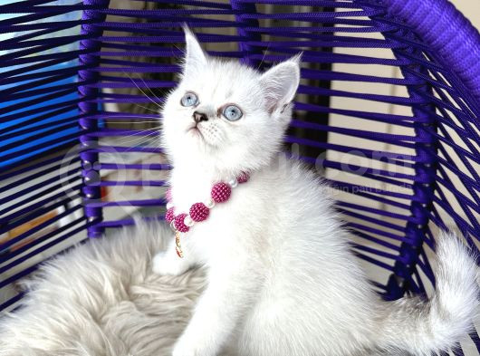 British Shorthair Silver Point Yavrular görsel