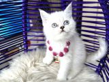British Shorthair Silver Point Yavrular