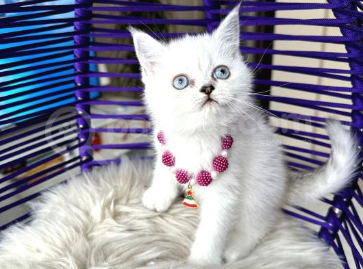 British Shorthair Silver Point Yavrular görsel