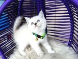 British Shorthair Silver Point Yavrular