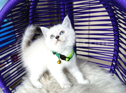 British Shorthair Silver Point Yavrular görsel