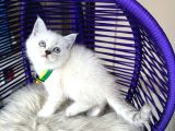 British Shorthair Silver Point Yavrular