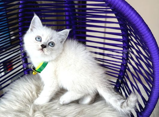 British Shorthair Silver Point Yavrular görsel