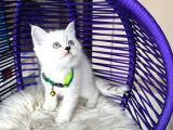 British Shorthair Silver Point Yavrular