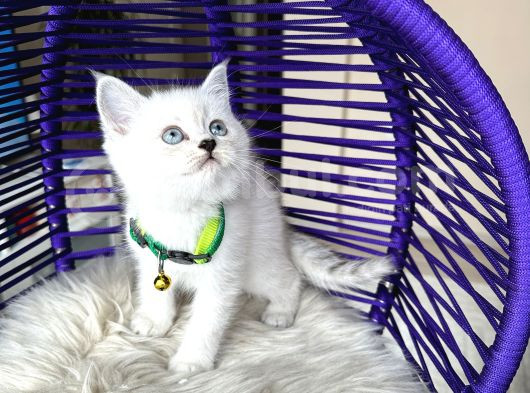 British Shorthair Silver Point Yavrular görsel