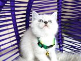 British Shorthair Silver Point Yavrular