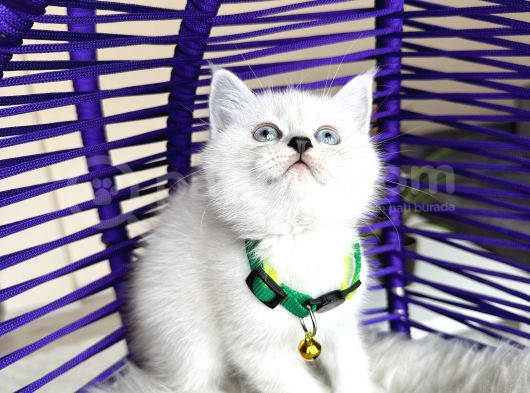 British Shorthair Silver Point Yavrular görsel