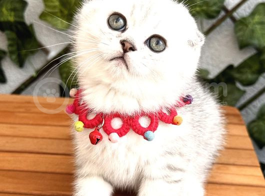 Silver Shaded Özel Renk Erkek Yakışıklı Bebemiz görsel