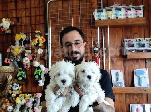 Hiç Büyümeyen 0 Numara Maltese Terrier görsel