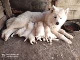 KAR BEYAZI SAMOYED YAVRULARIMIZ YENİ SAHİBİNİ ARIYOR