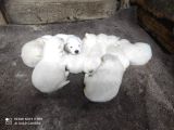 Kar Beyazi Samoyed Yavrularimiz Yeni̇ Sahi̇bi̇ni̇ Ariyor