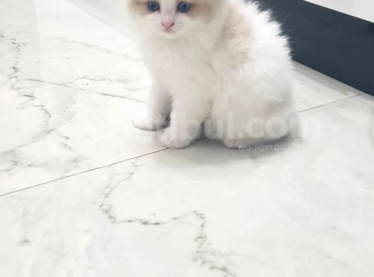 Safkan Regdoll görsel