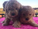Toy Poodle 2 aylık 3 kg en fazla