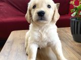 Ev Doğumlu Orjinal Babyface Golden Retriever Yavrular