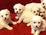 A kalite Maltese terrier yavrularımız