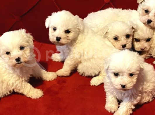 A Kalite Maltese Terrier Yavrularımız