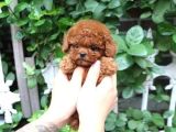 Koyu Kahverengi Toypoodle Yavrular Her Yere Gönderilir