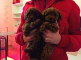 Koyu Kahverengi Toypoodle Yavrular Her Yere Gönderilir
