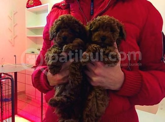 Koyu Kahverengi Toypoodle Yavrular Her Yere Gönderilir görsel