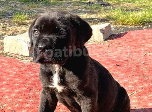 Cane Corso Erkek Son Tek Yavru görsel