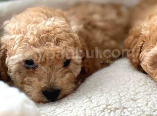 Erkek Toy Poodle Yavru görsel