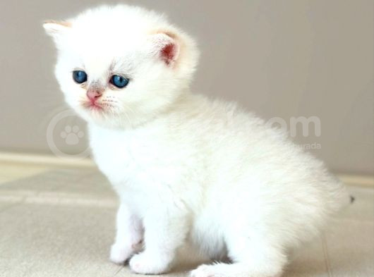 Safkan Secereli̇ British Shorthair Golden Poi̇nt Di̇şi̇ Yavru görsel