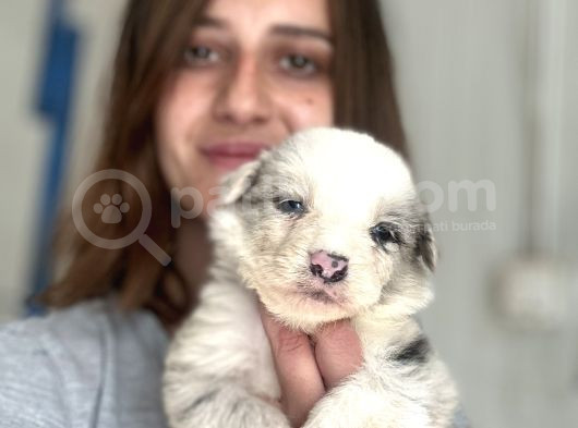 Border Collie Yavrular görsel