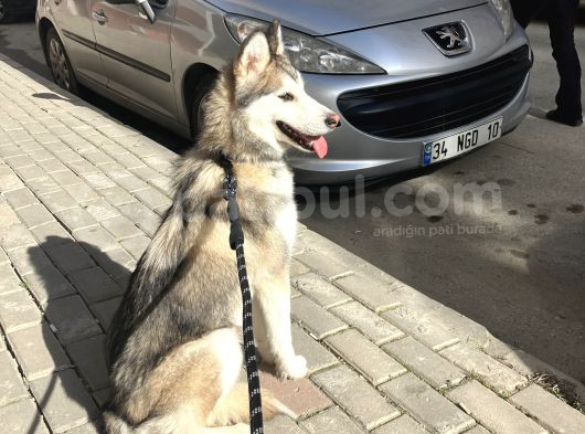 8 Aylık Dişi Sibirya Kurdu