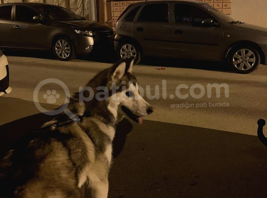 8 Aylık Dişi Sibirya Kurdu görsel