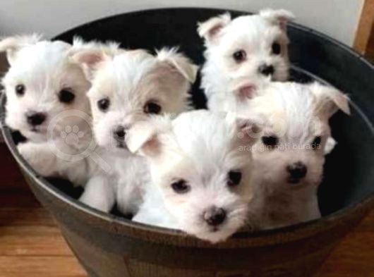A Kalite Maltese Terrier Yavrularımız görsel