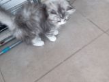 Biritsh 3 Aylık Erkek Kedi 