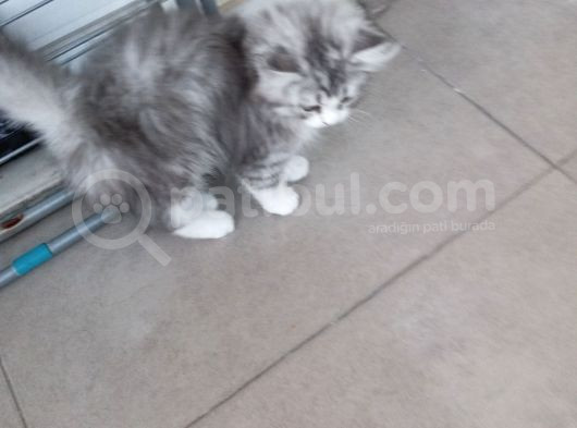 Biritsh 3 Aylık Erkek Kedi  görsel