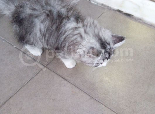 Biritsh 3 Aylık Erkek Kedi  görsel