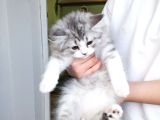 Biritsh 3 Aylık Erkek Kedi 