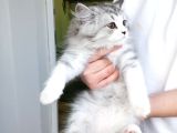 Biritsh 3 aylık erkek kedi 