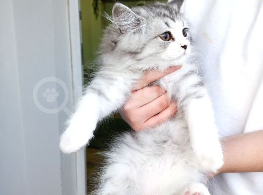 Biritsh 3 Aylık Erkek Kedi 