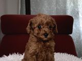 Kore Poodle