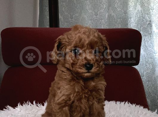 Kore Poodle görsel