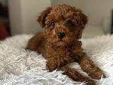 Kore Poodle