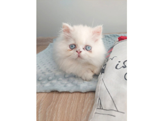 Safkan Maviş İran Dişi Ve Erkek görsel