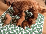 Evdoğumu Poodle Bebişler