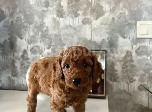 Evdoğumu Poodle Bebişler görsel