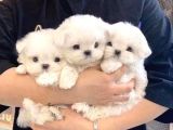 xs maltese bebekler