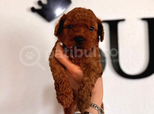 Secereli Toy Poodle Yavrularımız görsel