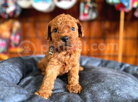 Secereli Toy Poodle Yavrularımız görsel