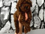 Herşeyiyle Garantili Aşılı Pet Eğitimli Poodle Bebeğim