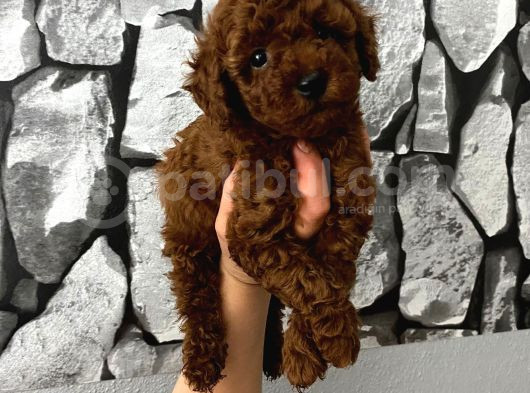 Herşeyiyle Garantili Aşılı Pet Eğitimli Poodle Bebeğim görsel