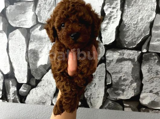 Herşeyiyle Garantili Aşılı Pet Eğitimli Poodle Bebeğim