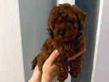Dark Renginde Orjinal Poodle Yavrum En Koyu Tonda