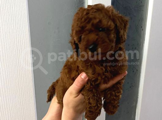 Dark Renginde Orjinal Poodle Yavrum En Koyu Tonda görsel